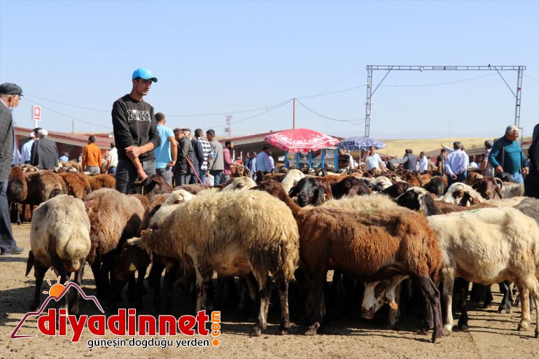 Hayvancılık merkezi Ağrı dan batı illerine kurbanlık sevkiyatı hız kazandı3