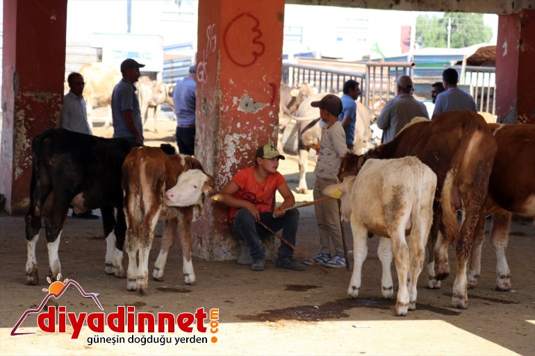 Hayvancılık merkezi Ağrı dan batı illerine kurbanlık sevkiyatı hız kazandı4