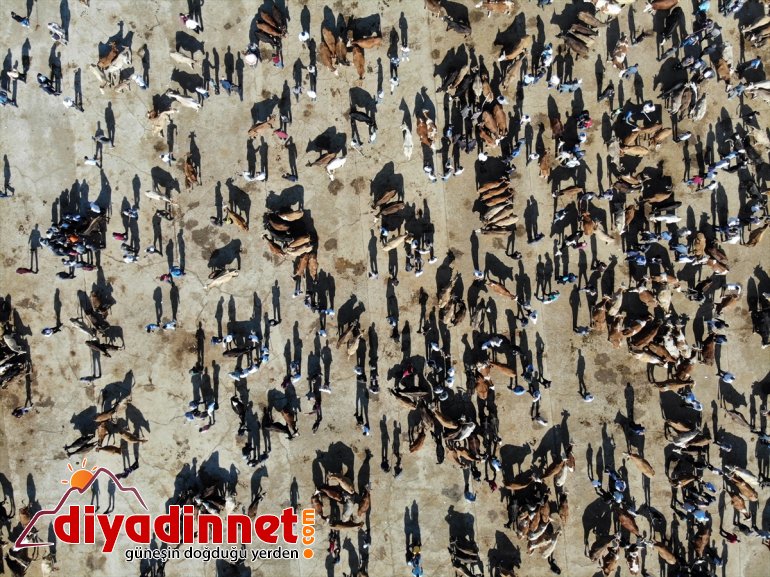 Hayvancılık merkezi Ağrı dan batı illerine kurbanlık sevkiyatı hız kazandı5