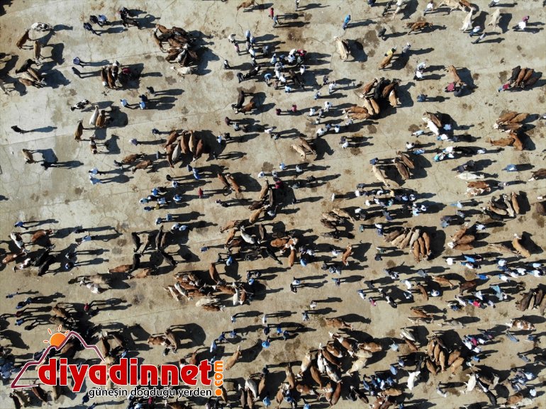 Hayvancılık merkezi Ağrı dan batı illerine kurbanlık sevkiyatı hız kazandı6