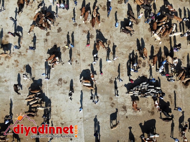 Hayvancılık merkezi Ağrı dan batı illerine kurbanlık sevkiyatı hız kazandı7