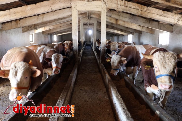 Hayvancılık merkezi Ağrı dan batı illerine kurbanlık sevkiyatı hız kazandı8