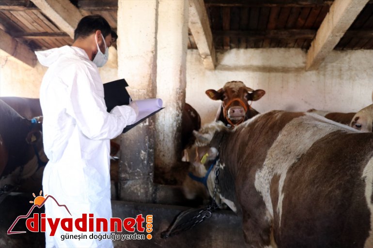 Hayvancılık merkezi Ağrı dan batı illerine kurbanlık sevkiyatı hız kazandı9