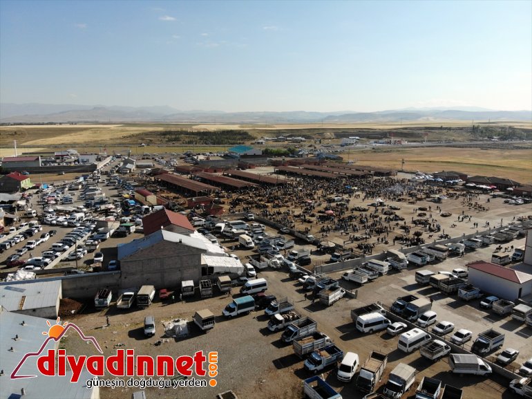 Hayvancılık merkezi Ağrı dan batı illerine kurbanlık sevkiyatı hız kazandı10