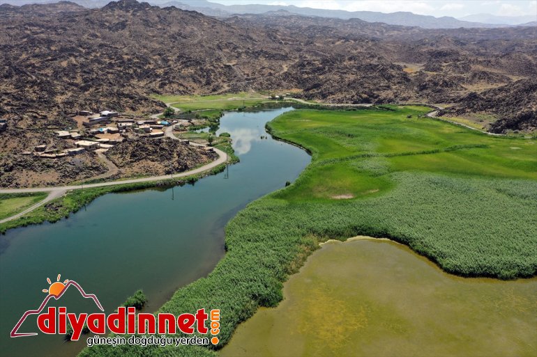 Ağrı Dağı'ndaki buzulların erimesiyle oluşan sulak alanlar yaban kuşlarına hayat oluyor