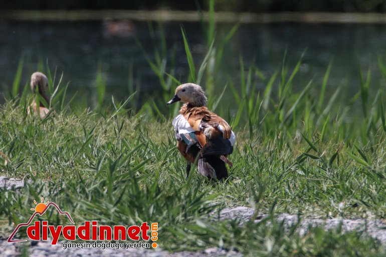 Ağrı hayat oluyor oluşan kuşlarına alanlar erimesiyle IĞDIR Dağı