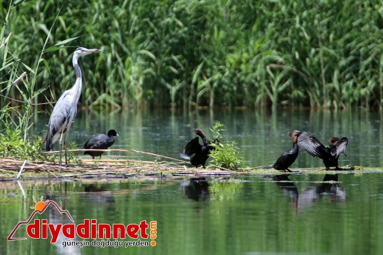 Ağrı sulak buzulların erimesiyle yaban kuşlarına - hayat IĞDIR oluyor oluşan Dağı