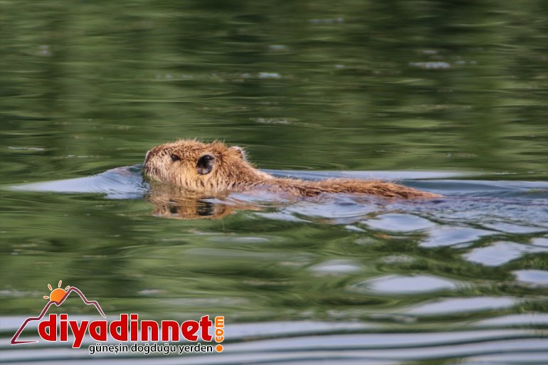 hayat buzulların - erimesiyle Ağrı oluyor yaban kuşlarına sulak Dağı