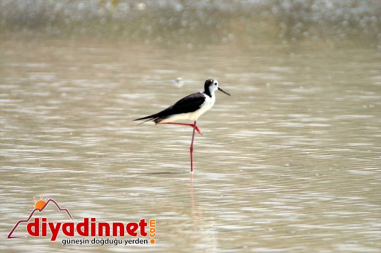 erimesiyle IĞDIR kuşlarına hayat sulak Dağı