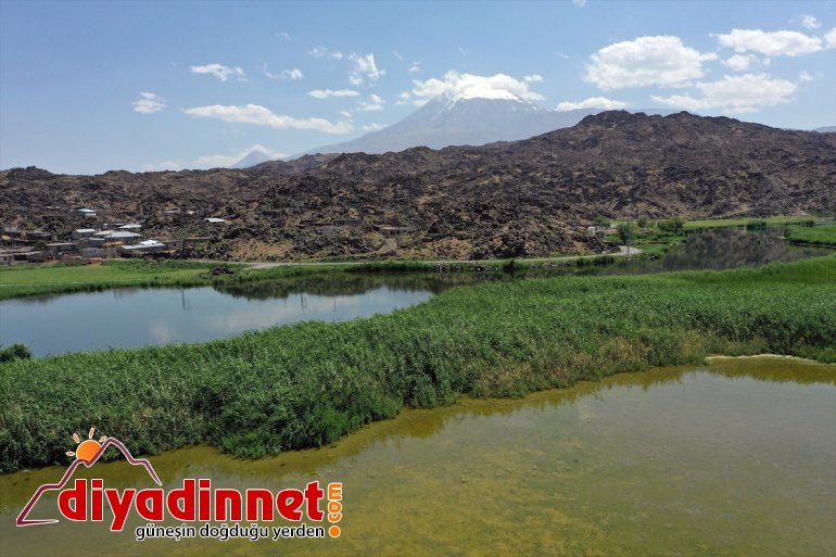 oluşan Ağrı - buzulların alanlar kuşlarına IĞDIR yaban oluyor hayat erimesiyle Dağı