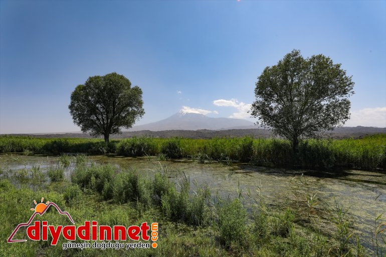 yaban kuşlarına buzulların Ağrı IĞDIR Dağı