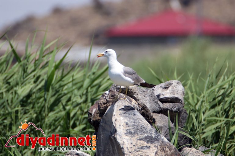 kuşlarına alanlar oluşan hayat Dağı