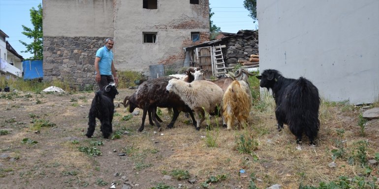 Kars'ta bozayıya kafa tutan keçi kurbanda kesilmeyecek