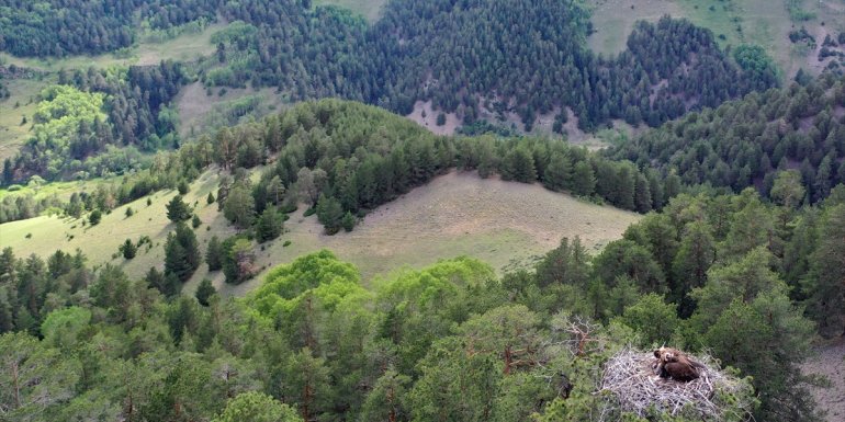 "Doğanın çöpçüsü" akbabalar, yuvada yavrularıyla görüntülendi