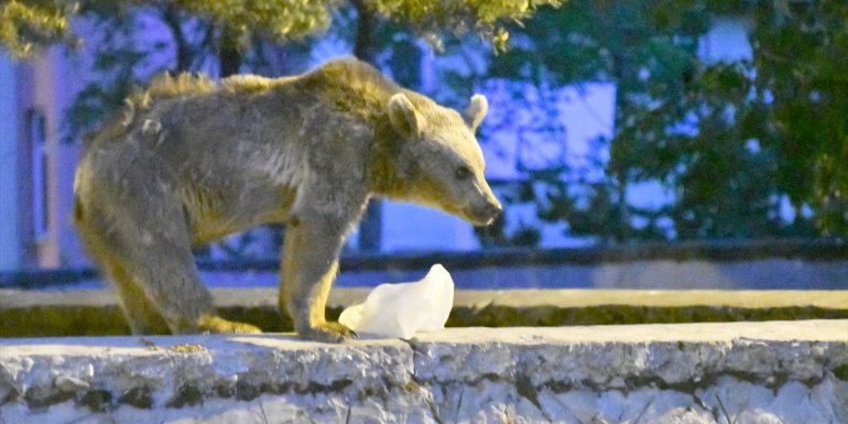 Kars'ta görüntülemeye çalıştığı bozayı tarafından kovalanan kişi düşerek yaralandı