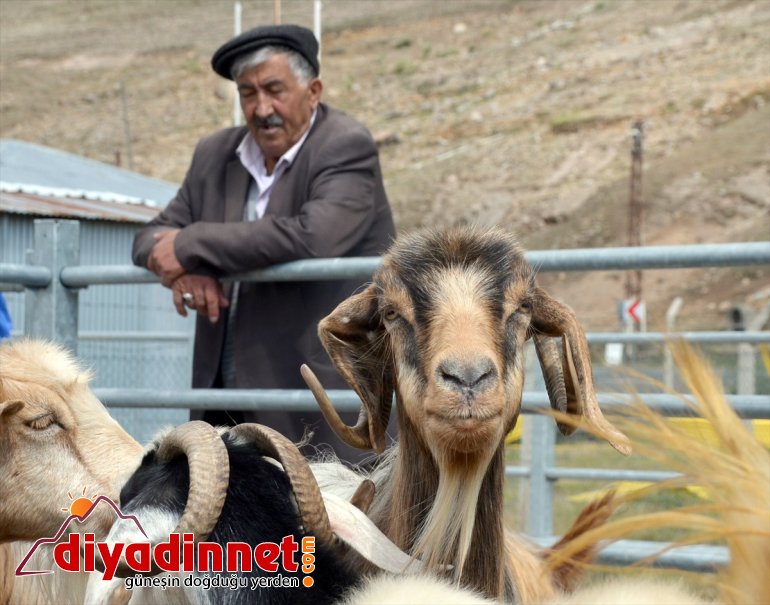 Kars ve Erzurum'da kurbanlıklar sıkı pazarlıkla satılıyor