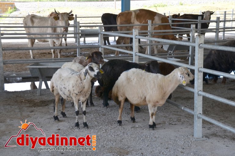 satılıyor KARS Kurbanlıklar sıkı pazarlıkla - 2