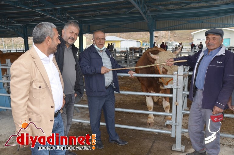 satılıyor KARS Kurbanlıklar - pazarlıkla sıkı 3