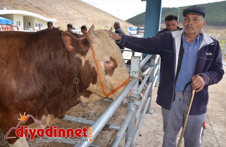 satılıyor Kurbanlıklar - sıkı KARS pazarlıkla 4