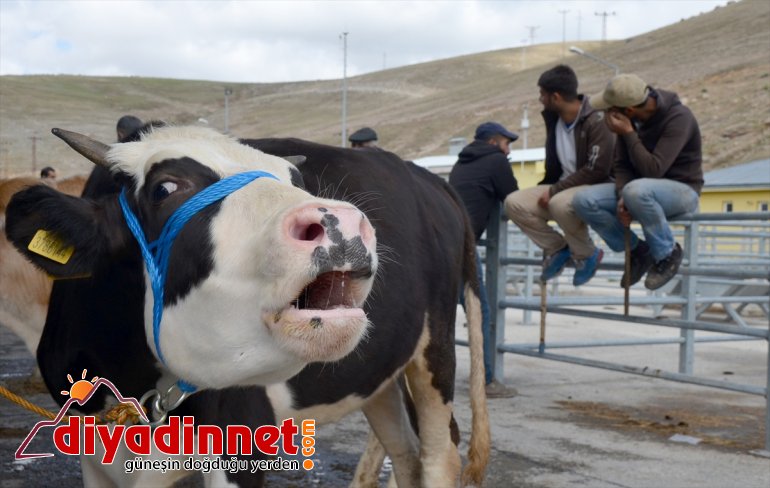 - KARS sıkı satılıyor pazarlıkla Kurbanlıklar 5