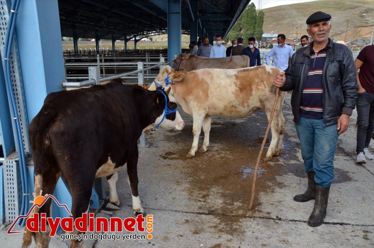 sıkı - Kurbanlıklar KARS pazarlıkla satılıyor 6