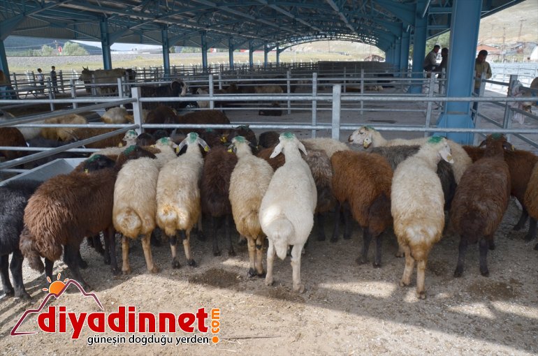 Kurbanlıklar - satılıyor sıkı KARS pazarlıkla 7