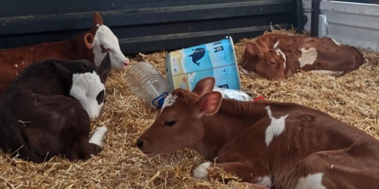 Malatya'da 4 büyükbaş hayvan çaldığı tespit edilen 2 şüpheli yakalandı