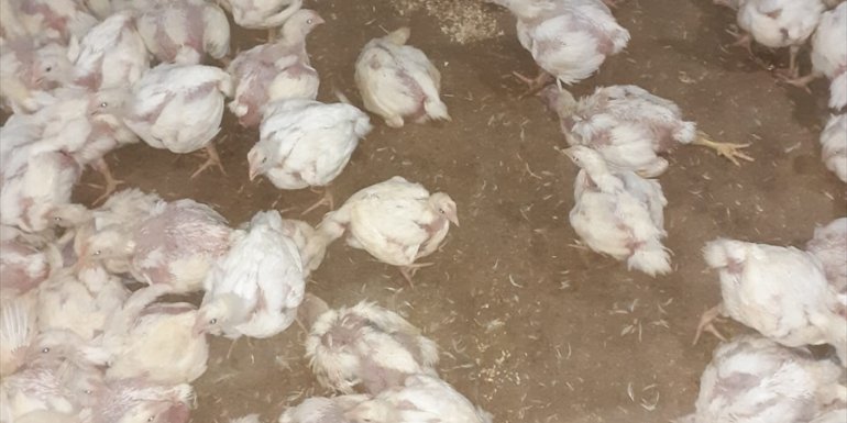 Malatya'da jeneratörü bozulan çiftlikteki 35 bin tavuk telef oldu