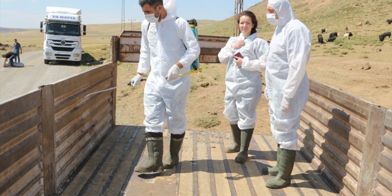 Bitlis ve Muş'tan 93 bin kurbanlık batı illerine sevk edilecek