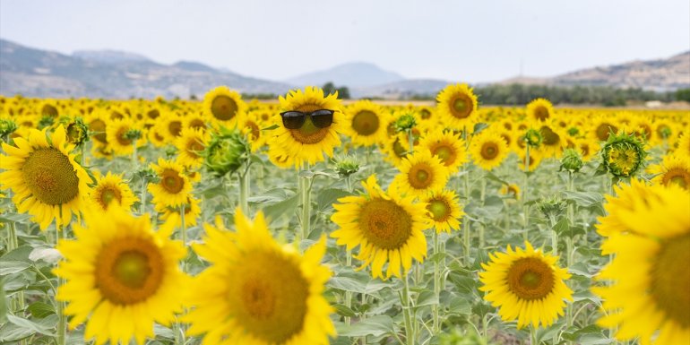 Akpazar Ovası'nın "sarı gelinleri" Trakya'nın ayçiçeği tarlalarını aratmıyor