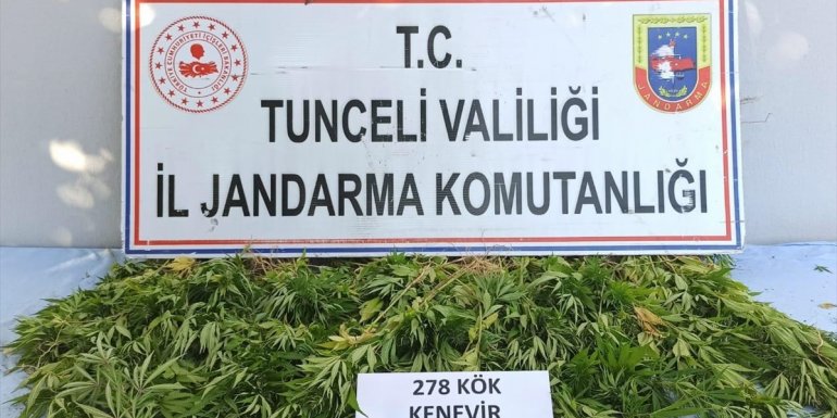 Tunceli'de 278 kök kenevir bitkisi ele geçirildi