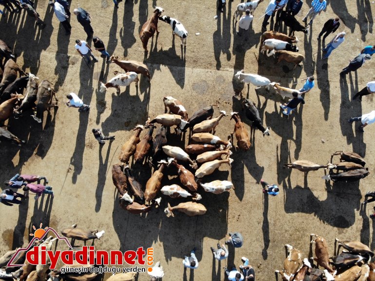 Türkiye nin hayvancılık merkezlerinden olan Ağrı daki pazarda Kurban Bayramı yoğunluğu yaşanıyor2