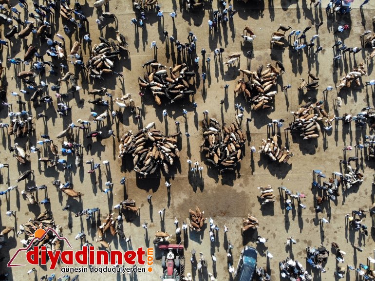 Türkiye nin hayvancılık merkezlerinden olan Ağrı daki pazarda Kurban Bayramı yoğunluğu yaşanıyor11