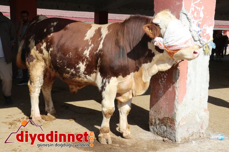 Türkiye nin hayvancılık merkezlerinden olan Ağrı daki pazarda Kurban Bayramı yoğunluğu yaşanıyor12