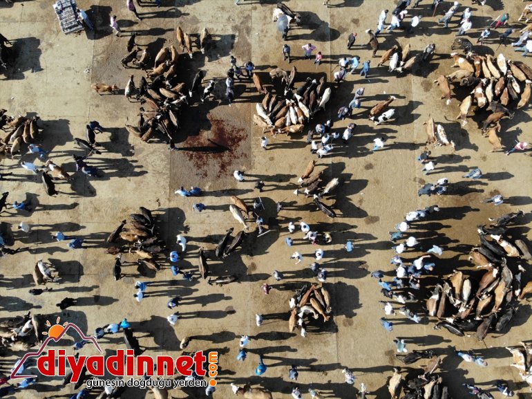Türkiye nin hayvancılık merkezlerinden olan Ağrı daki pazarda Kurban Bayramı yoğunluğu yaşanıyor13