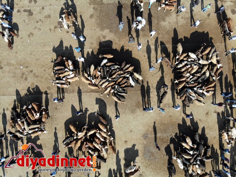 Türkiye nin hayvancılık merkezlerinden olan Ağrı daki pazarda Kurban Bayramı yoğunluğu yaşanıyor15