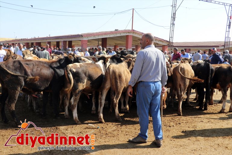 Türkiye nin hayvancılık merkezlerinden olan Ağrı daki pazarda Kurban Bayramı yoğunluğu yaşanıyor16
