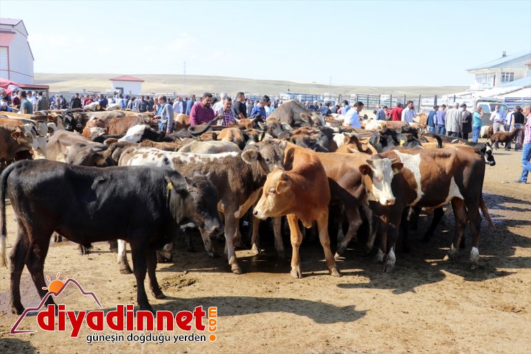 Türkiye nin hayvancılık merkezlerinden olan Ağrı daki pazarda Kurban Bayramı yoğunluğu yaşanıyor17