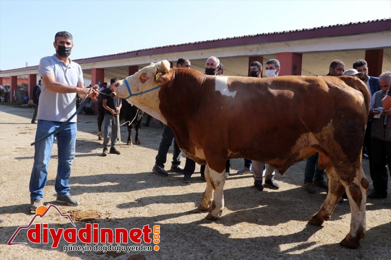 Türkiye nin hayvancılık merkezlerinden olan Ağrı daki pazarda Kurban Bayramı yoğunluğu yaşanıyor18