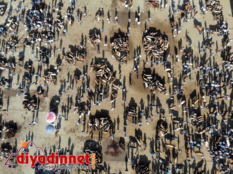 Türkiye nin hayvancılık merkezlerinden olan Ağrı daki pazarda Kurban Bayramı yoğunluğu yaşanıyor19