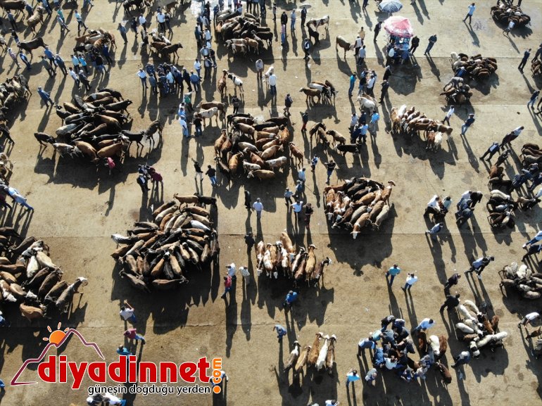 Türkiye nin hayvancılık merkezlerinden olan Ağrı daki pazarda Kurban Bayramı yoğunluğu yaşanıyor20