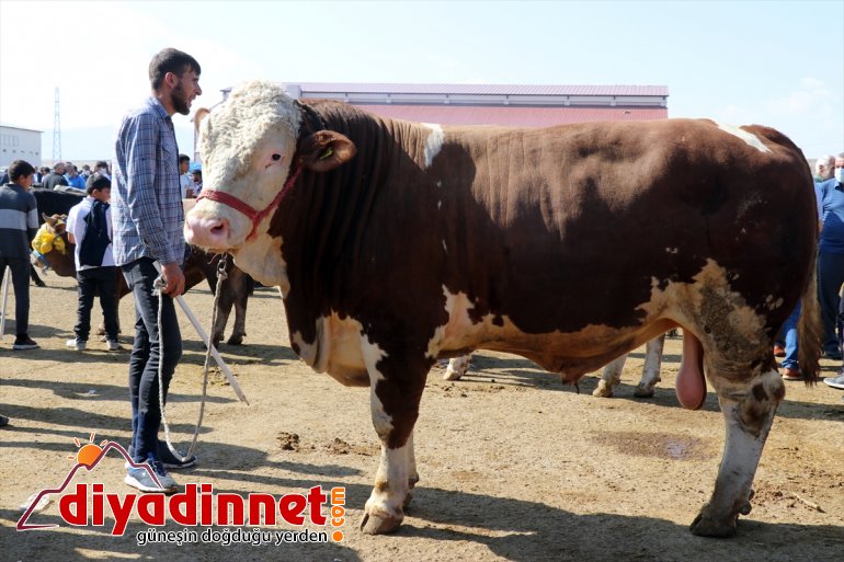 Türkiye nin hayvancılık merkezlerinden olan Ağrı daki pazarda Kurban Bayramı yoğunluğu yaşanıyor3