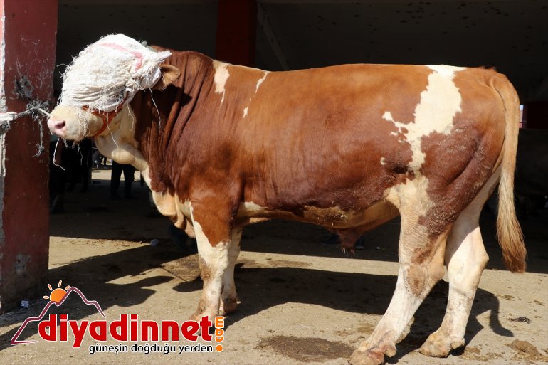 Türkiye nin hayvancılık merkezlerinden olan Ağrı daki pazarda Kurban Bayramı yoğunluğu yaşanıyor4