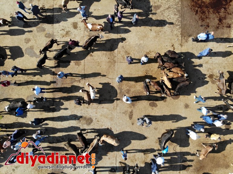 Türkiye nin hayvancılık merkezlerinden olan Ağrı daki pazarda Kurban Bayramı yoğunluğu yaşanıyor5