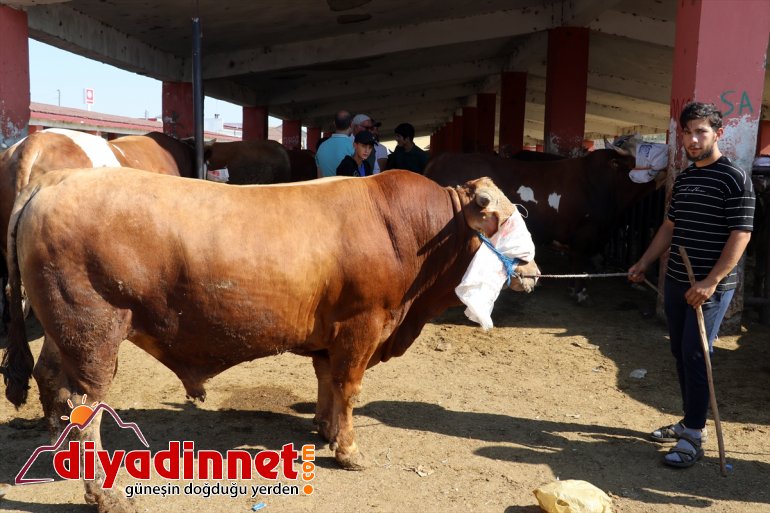 Türkiye nin hayvancılık merkezlerinden olan Ağrı daki pazarda Kurban Bayramı yoğunluğu yaşanıyor6