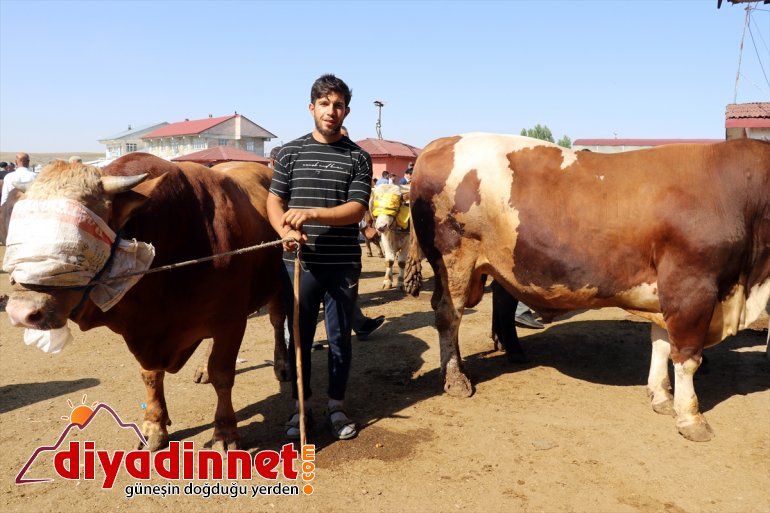 Türkiye nin hayvancılık merkezlerinden olan Ağrı daki pazarda Kurban Bayramı yoğunluğu yaşanıyor7