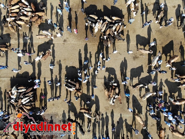 Türkiye nin hayvancılık merkezlerinden olan Ağrı daki pazarda Kurban Bayramı yoğunluğu yaşanıyor8