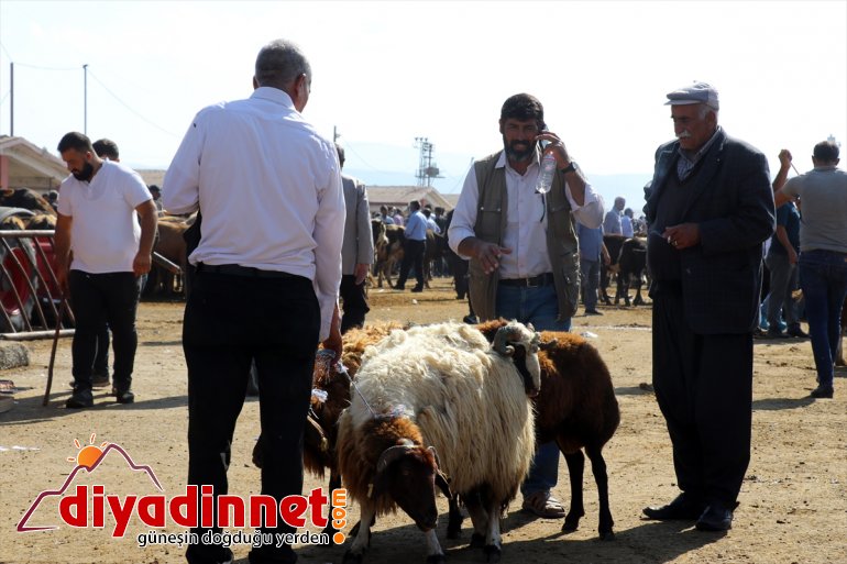 Türkiye nin hayvancılık merkezlerinden olan Ağrı daki pazarda Kurban Bayramı yoğunluğu yaşanıyor9