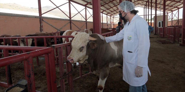 Van'da belediye ekipleri hayvan pazarında denetim yaptı