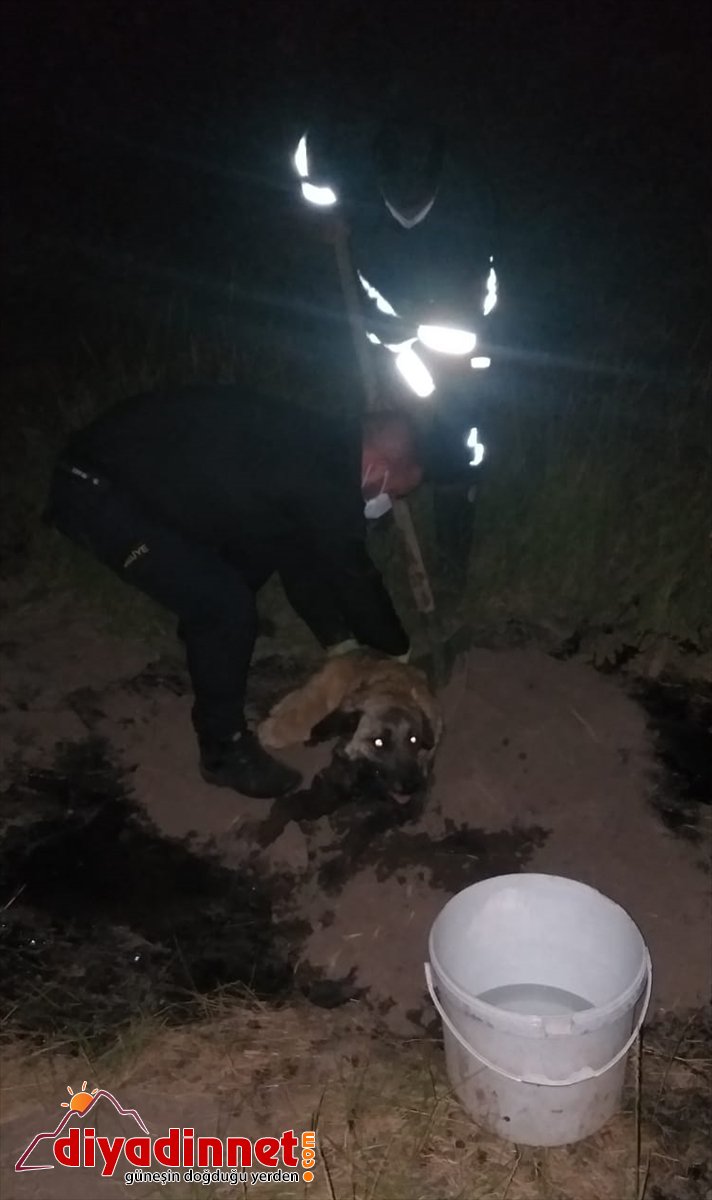 - kurtardı AĞRI köpeği itfaiye düşen birikintisine zifti Asfalt 1